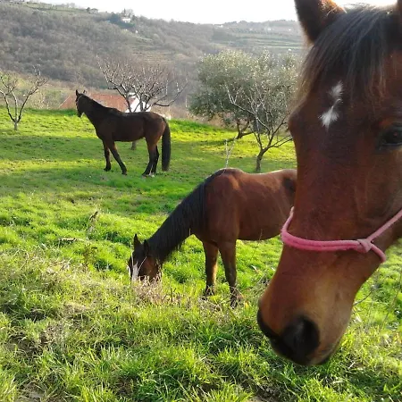 Luxury , Nature & Sea أنكاران